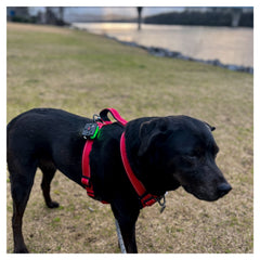 Guardian Angel Snap Latch Mount & Screw-On (K9)