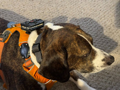 Guardian Angel Snap Latch Mount & Screw-On (K9)